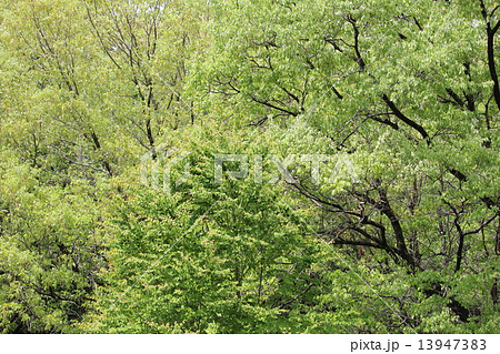 新緑の森 13947383