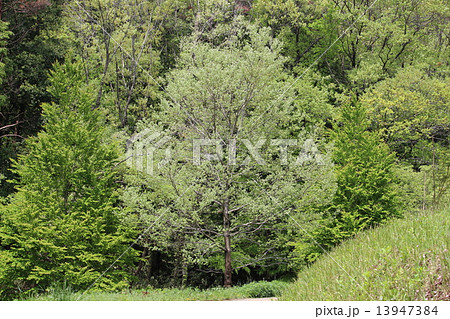 新緑 13947384
