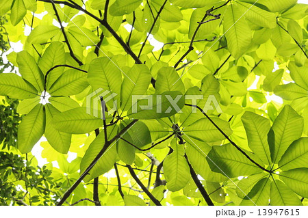 ほおの木の新緑 13947615