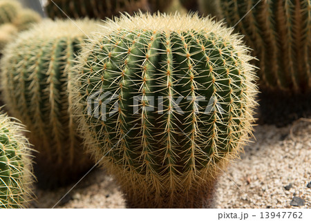 サボテン 13947762