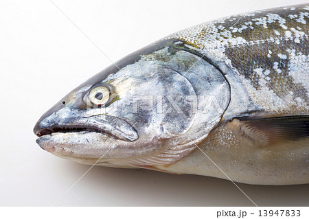 桜鱒　さくらます 13947833