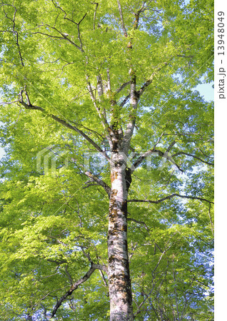 ブナ林 13948049