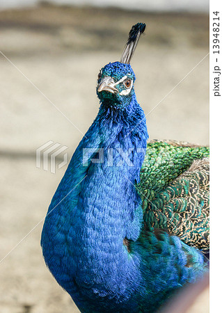 クジャク　釧路動物園　（釧路市） 13948214
