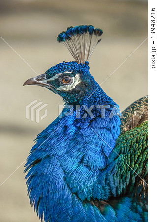 クジャク 釧路動物園 (釧路市) クジャク 釧路動物園 (釧路市) 13948216