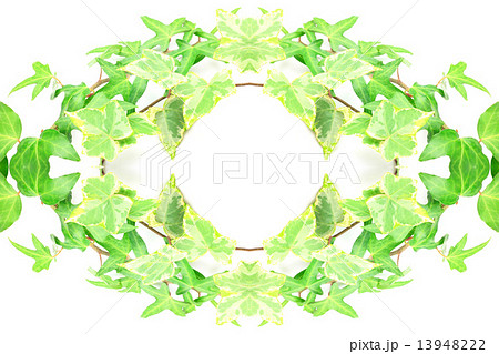 アイビー 13948222