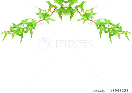 アイビー 13948223