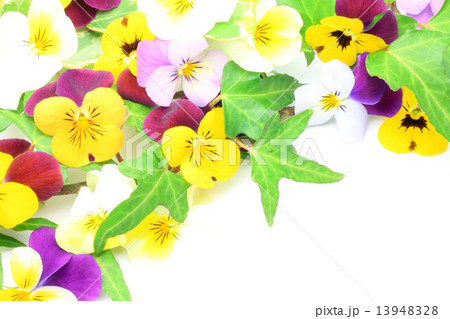 パンジー 13948328
