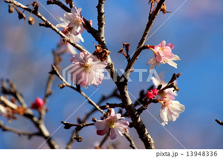 十月桜 十月桜 13948336