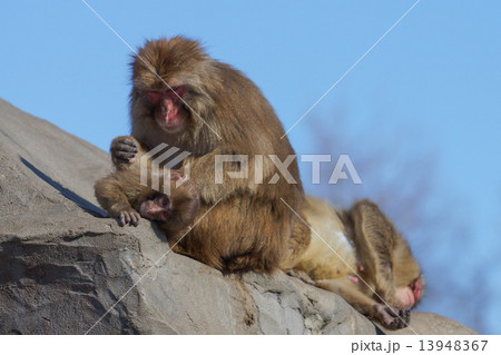 ニホンザル 猿 さる 釧路動物園 （釧路市）の写真素材 [13948367] - PIXTA