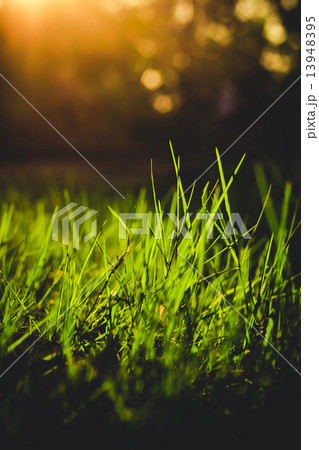 grass closeup in the evening vintage style grass closeup in the evening vintage style 13948395