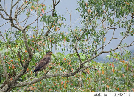 初夏のひと時 13948417