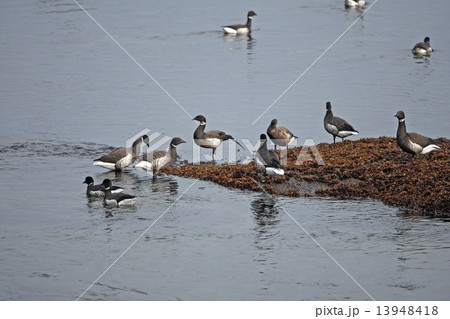 海の貴婦人 海の貴婦人 13948418