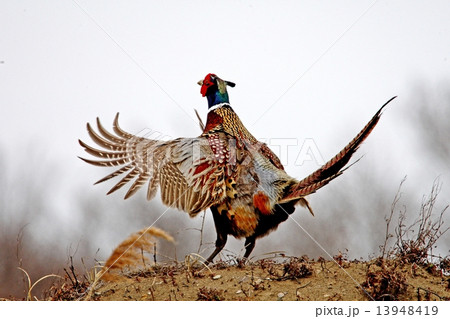 ファッションショウ ファッションショウ 13948419