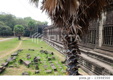 遺跡の木 遺跡の木 13948560