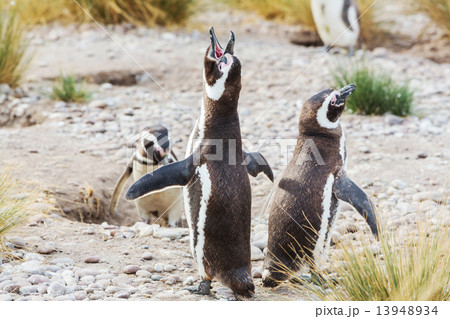 Penguin Penguin 13948934