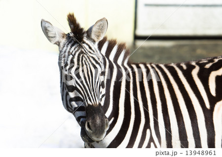 シマウマ　釧路動物園　（釧路市） 13948961