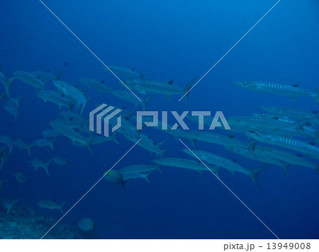 バラクーダの大群 13949008