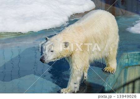 ホッキョクグマ　釧路動物園　（釧路市） 13949026