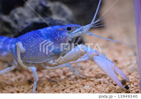 ざりがに 13949340