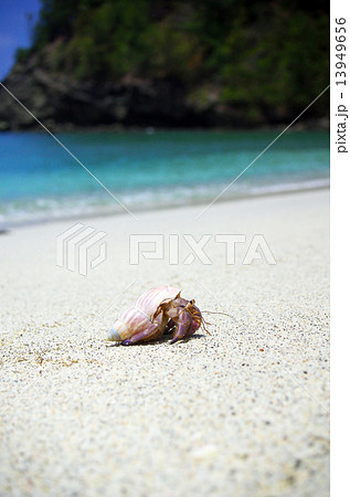 コペペ海岸のオカヤドカリ（父島） 13949656