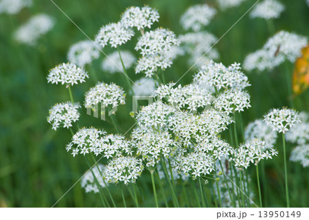 ニラの花 13950149