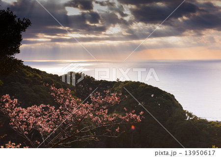 元朝桜と海 元朝桜と海 13950617