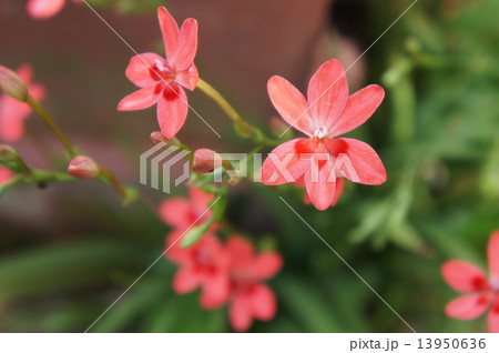 ヒメヒオウギアヤメ 13950636