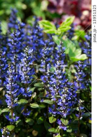 flower flower 13951325