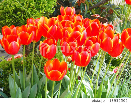 チューリップ 13952502