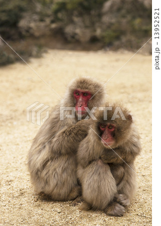 猿　仲間　ファミリー　小豆島観光 13952521