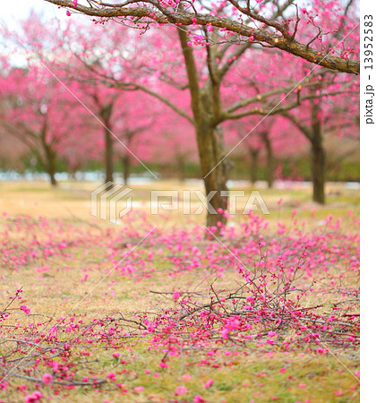 紅梅　剪定・・４ 13952583