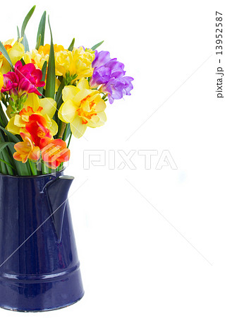 freesia and daffodil  flowers 13952587
