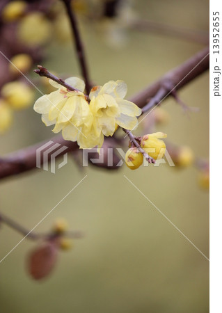 ソシンウバイ 13952655