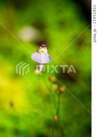 クリオネミミカキグサ、タヌキモ科、中国 クリオネミミカキグサ、タヌキモ科、中国 13952815