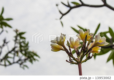 Yellow flower blooming Yellow flower blooming 13953002