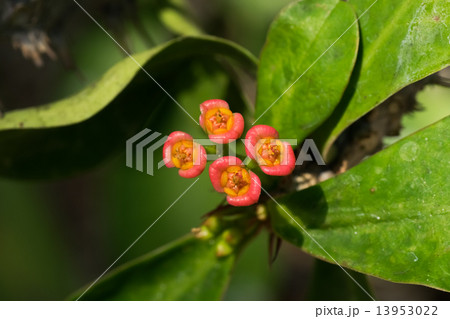 ハナキリン、トウダイグサ科、マダガスカル 13953022