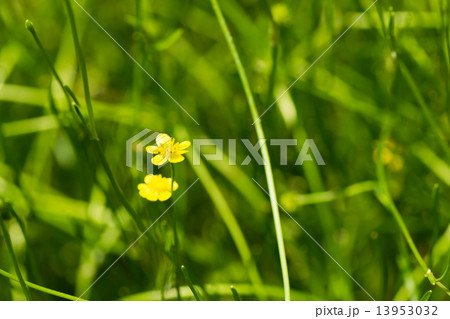 イトキンポウゲ、キンポウゲ科、日本、準絶滅危惧NT イトキンポウゲ、キンポウゲ科、日本、準絶滅危惧NT 13953032