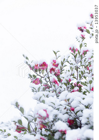 雪中つばき 13953037
