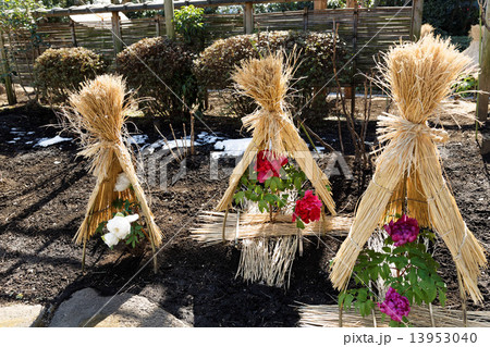 上野東照宮ぼたん苑の冬牡丹の花 13953040
