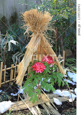 上野東照宮ぼたん苑の淡い赤色の冬牡丹の花 13953041