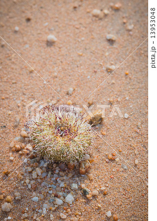 Urchin macro photography, Close up at beach backround 13953048