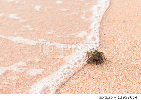 Urchin macro photography, Close up at beach backround 13953054