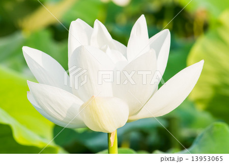 大きな白いハスの花 大きな白いハスの花 13953065
