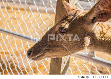 Deer Deer 13953134