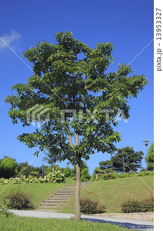 ヒトツバタゴ 13953327