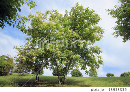 リョウブ 13953336