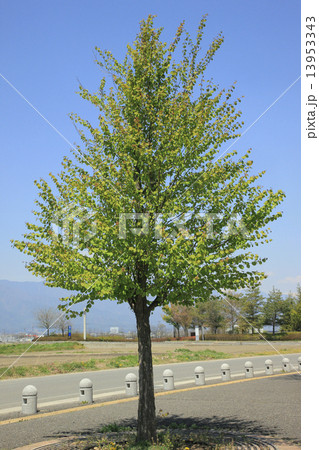 カツラ カツラ 13953343