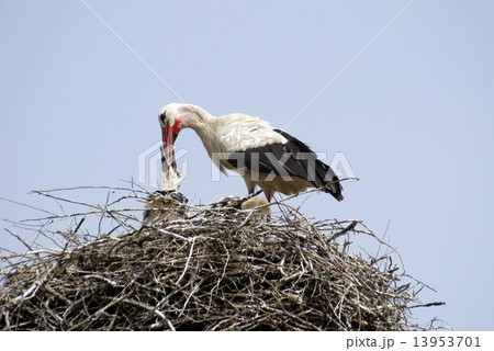 Stork family on the nest Stork family on the nest 13953701