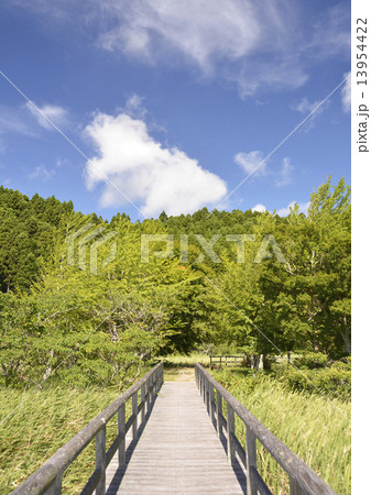 湿原の木道と青空 湿原の木道と青空 13954422
