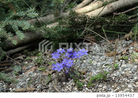 Flower 13954437